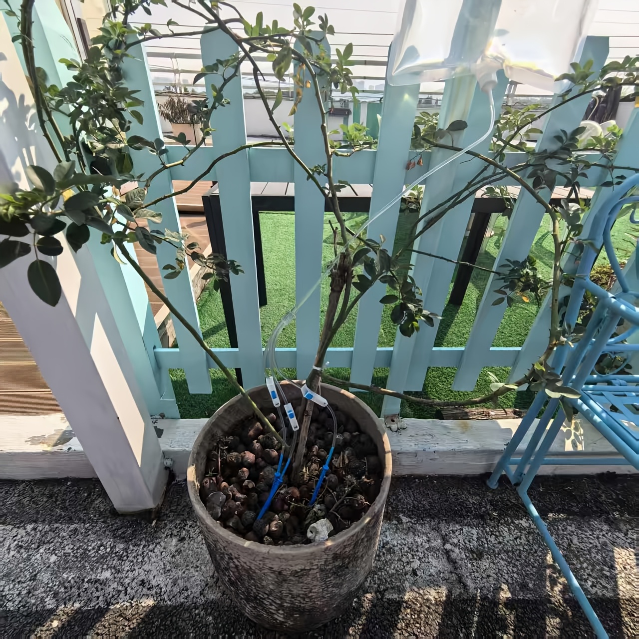 Automatic Watering Dripper,Adj – Plant Parent Kit Bewertung und Preis