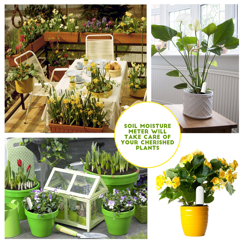HHCC Xiaomi Flower Care Smart  – Plant Parent App Bewertung und Preis